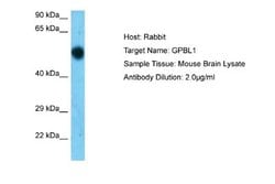 GPBP1L1 Rabbit anti-Mouse, Polyclonal, Novus Biologicals 0.1ml; Unconjugated:Antibodies,